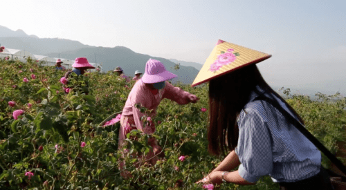 品牌玫卿序发力“科技护肤”， 携手上海应用技术大学“升级”玫瑰精油萃取技术