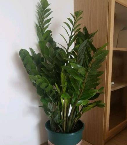 怎么养金钱树长得最快 a7f6be42d29a4d9abeb7a6541ace452b.jpeg