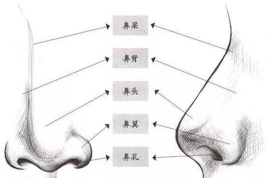 要求鼻整形张磊：综合隆鼻好吗？耳软骨隆鼻你真的适合吗？