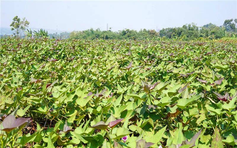 原創50歲的人在農村土地流轉200畝2022年種植什麼比較賺錢