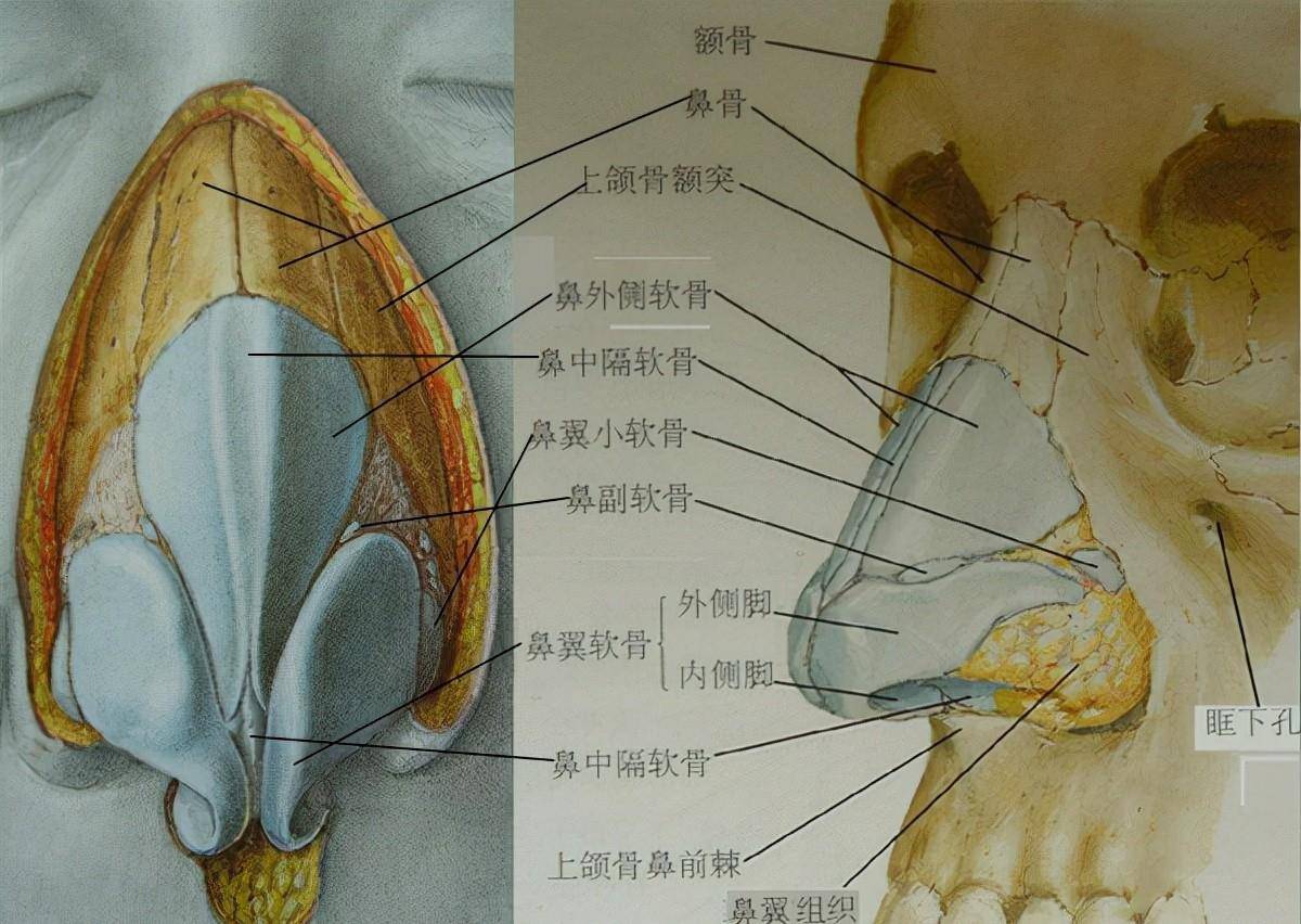 因为刘亦菲登芭莎开年封面，驼峰鼻在她脸上为什么这样仙？