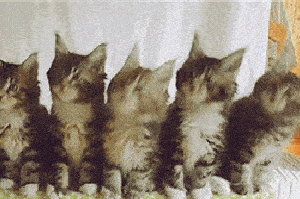 bea4ad3083e94c77af71de593a9958d4.gif