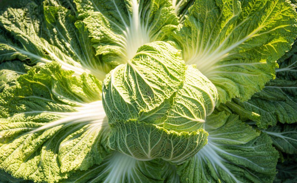 生姜|四九进补,无论有钱没钱,都要吃“冬补10宝”,养精蓄锐安稳过冬