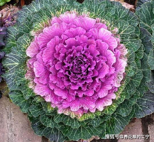 羽衣甘蓝粉多少度水冲 9986de24d7534ce7b38b6fcf394fc15a.jpeg