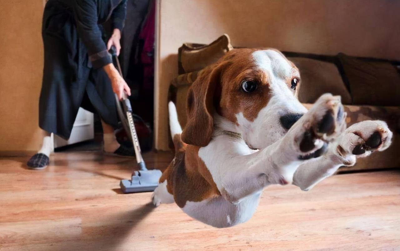 因为|悄悄告诉你：被“养得好”的狗狗，会有这些特征