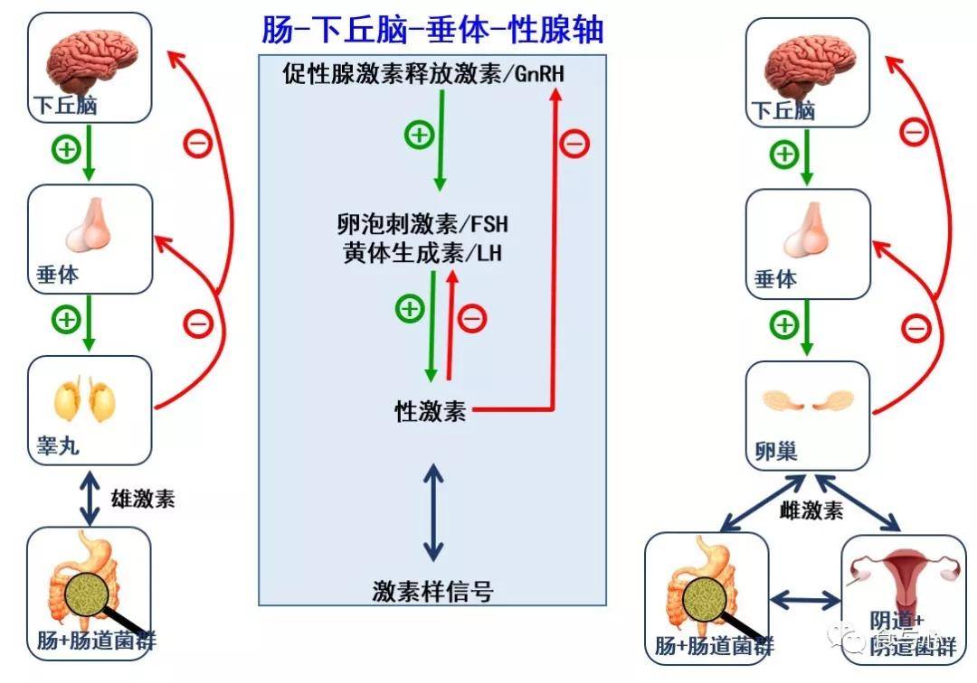 肠道|肠漏，你必须知道的热知识（三）