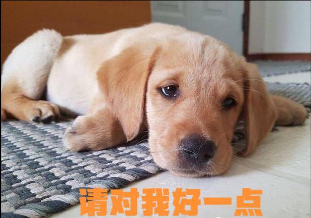 午梦遗失的爱，解析下午睡觉梦见把狗丢了好伤心的深层含义