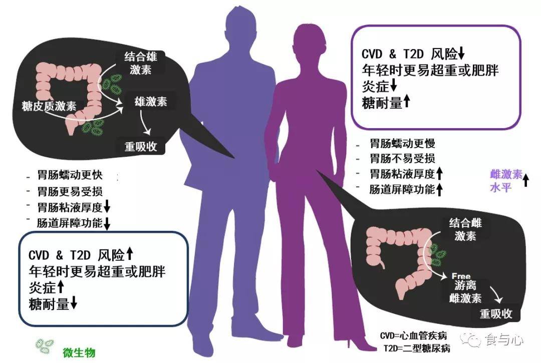 肠道|肠漏，你必须知道的热知识（三）