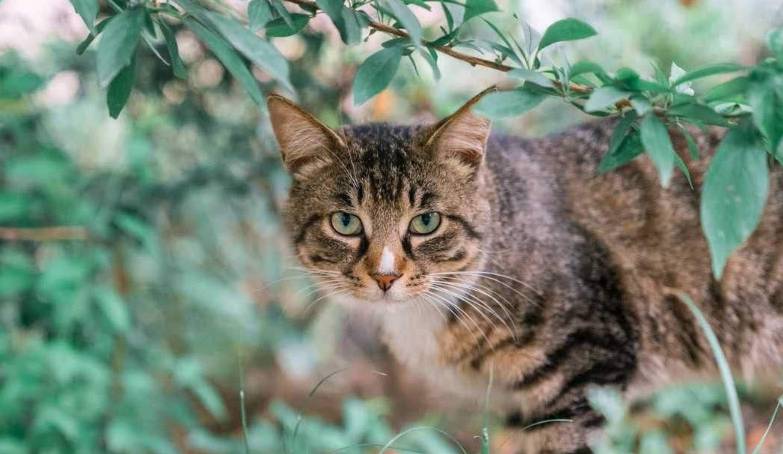 因为田园土猫被我们忽略太久了，其实它们才是，最值得养的猫咪品种