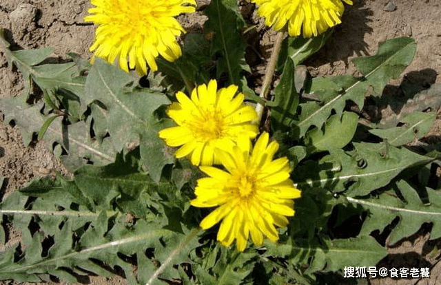 婆婆丁的功效与禁忌有哪些 2ed595657dbe4d4691c4f6bc1847b125.png