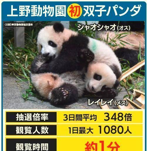日本推出熊猫屁屁主题写真集，满屏都是圆滚滚毛茸茸
