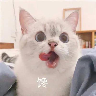 猫咪表情图片代表的意思 78b932eb1d7746cbae90e1021515e241.jpeg