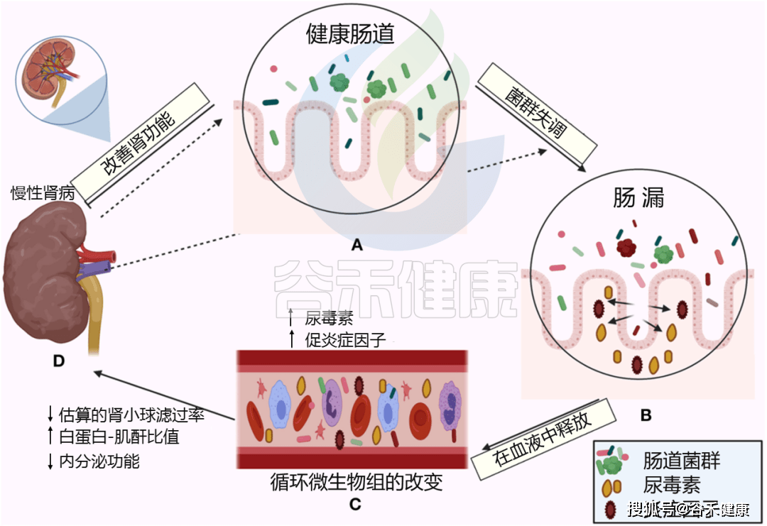 肠道微生物与人的关系 人体肠道微生物用量