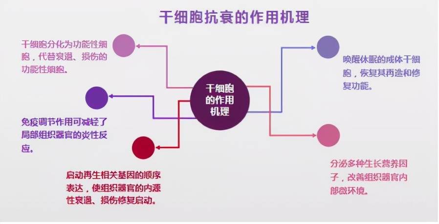 ENlivEN迷题揭晓：干细胞除皱靠谱吗？干细胞除皱效果怎么样？你怎么看？