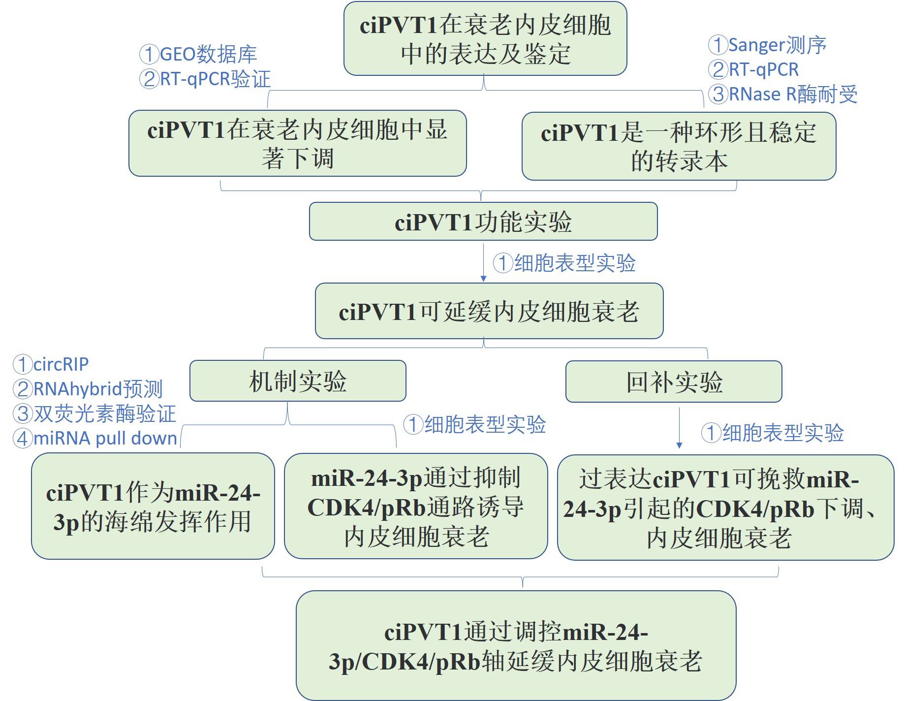 一区，IF=9.3|云序客户Aging Cell揭示circRNA调控内皮细胞衰老的分子机制
