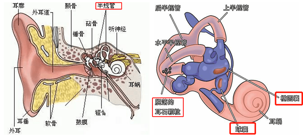 眩晕|常德一医启用全市首台SRM—IV良性阵发性位置性眩晕诊疗系统