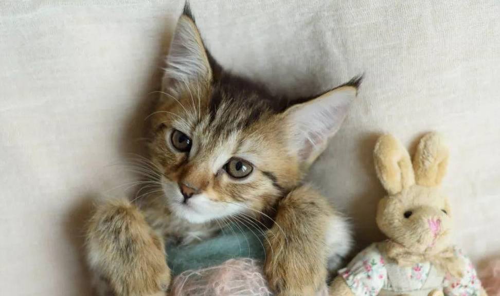 猫咪|养猫后的3大变化，只有铲屎官才能懂