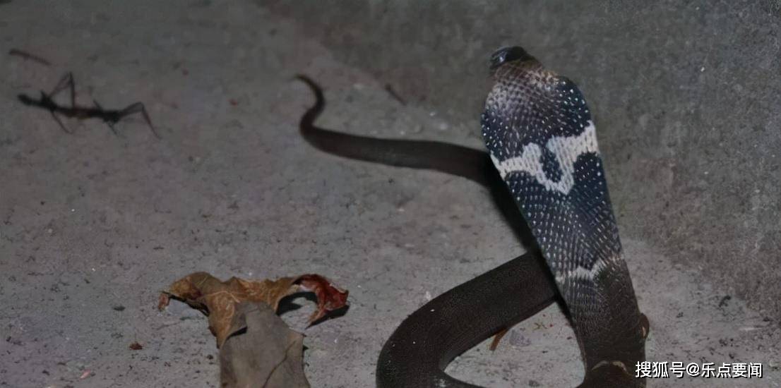 三个月内 60多岁老汉徒手捉248条眼镜蛇 网友 为民除害 谢某 毒蛇 种类