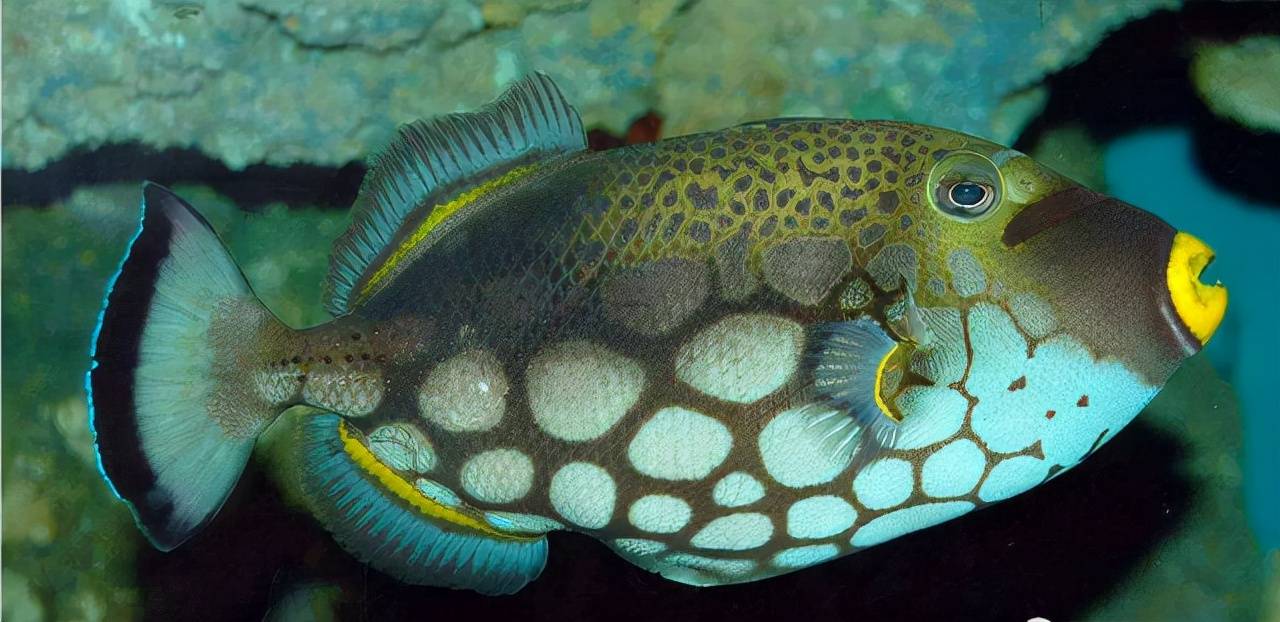 根据每条鱼身上的花纹,色彩以及生活习性的不同,主要分为小丑扳机鱼