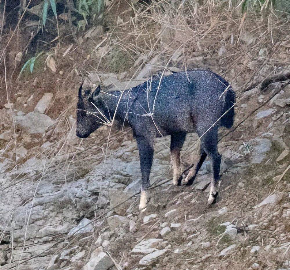重庆巫山发现一野兽，身体灰褐色，四肢如“钉”，可轻松攀上悬崖