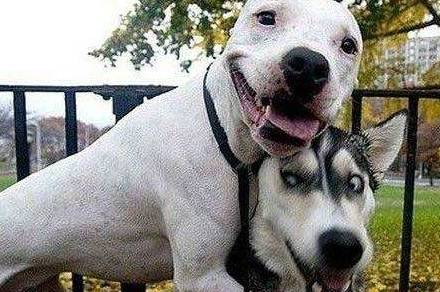 陌生人|最容易“被拐”的6种狗,一只鸡腿就搞定!