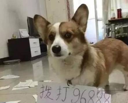 因为奉劝新手养狗，一定要避开这六类犬种，以免血压升高！