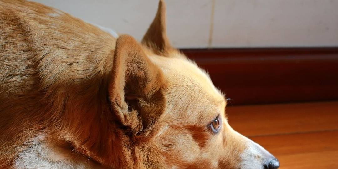 陌生人|最容易“被拐”的6种狗,一只鸡腿就搞定!