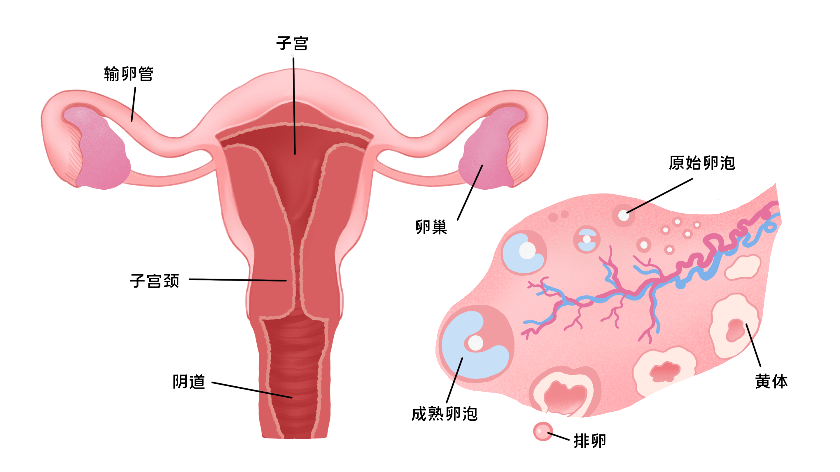 卵巢和子宫图图片