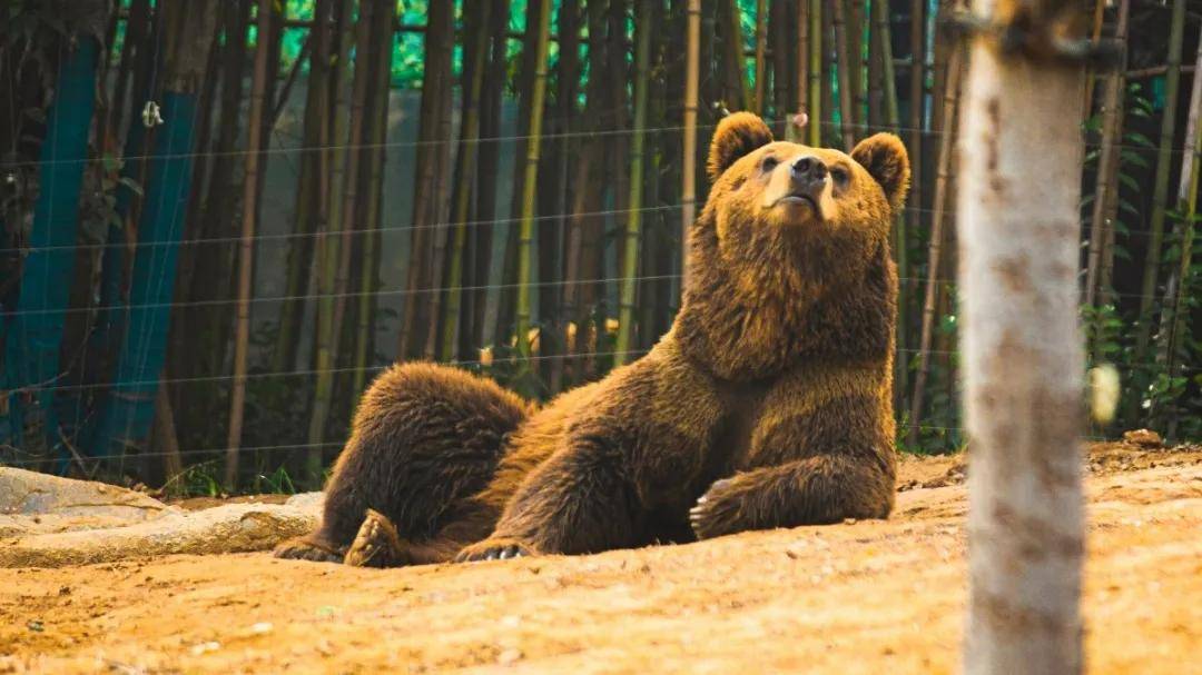 就地过年的您银基动物王国萌猛虎相伴过新年