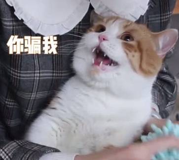 宠物|用零食骗橘猫洗爪子，橘猫全程淡定狂吃零食，得知被骗后表情亮了