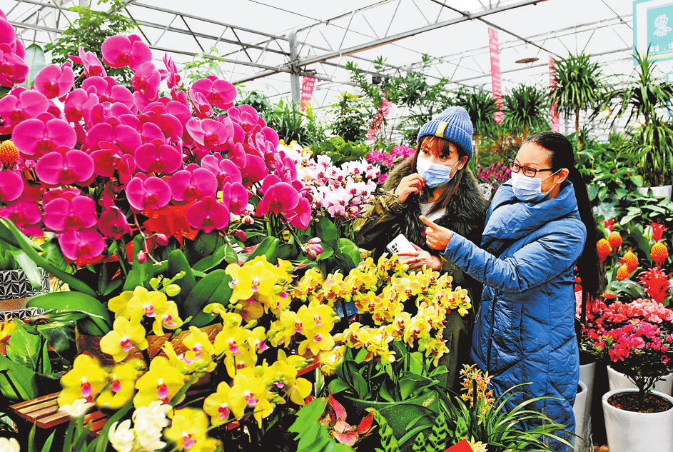 1月27日,市民在鄭州陳砦花卉市場選購鮮花.