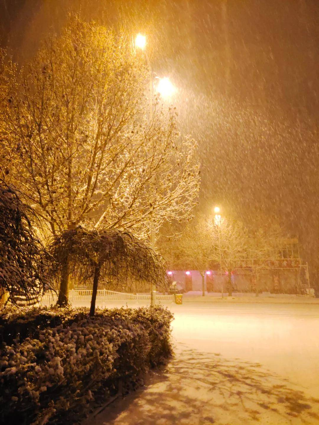 瑞雪|瑞雪踏春迎新年