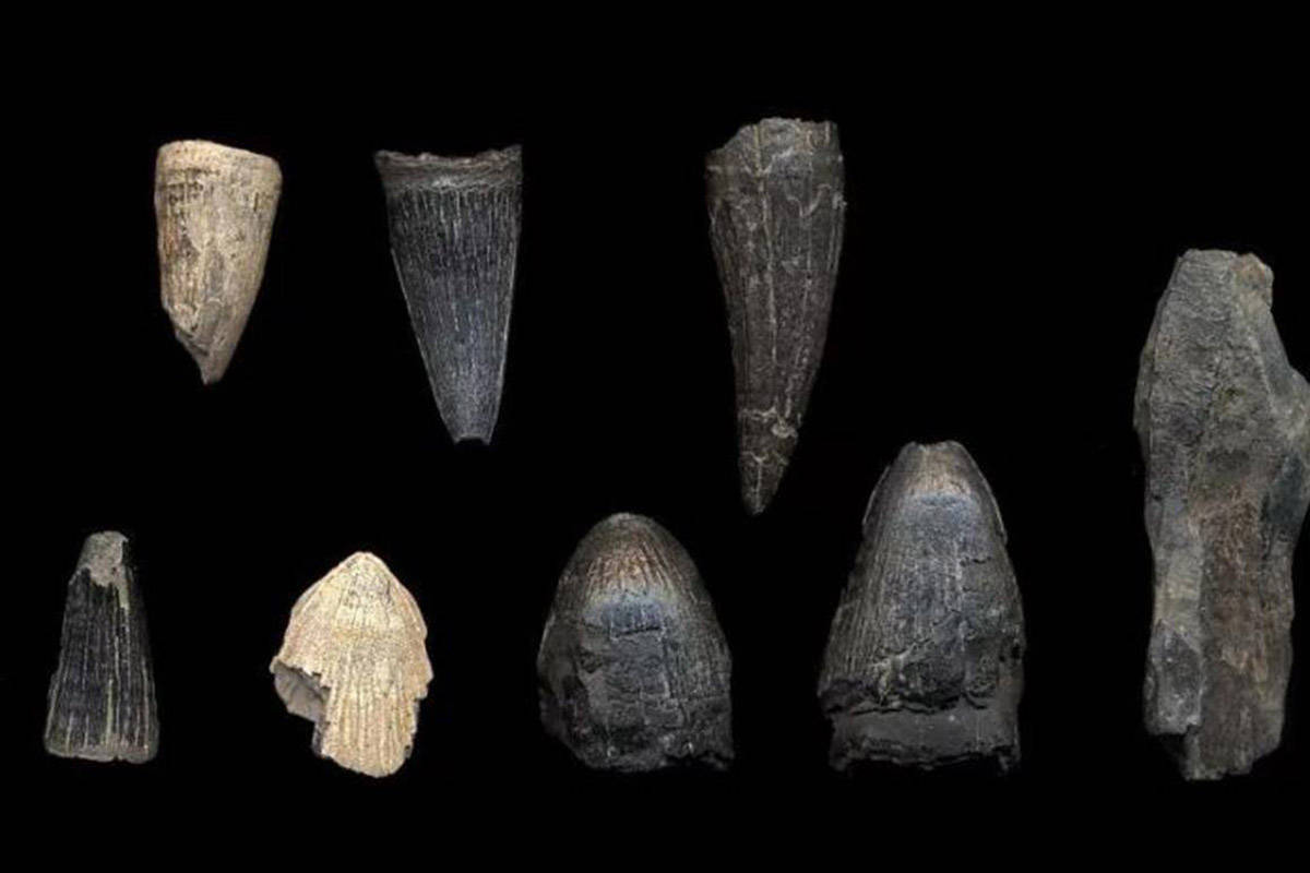 撒哈拉沙漠的巨大化石已给出答案_鳄鱼_生活_恐龙