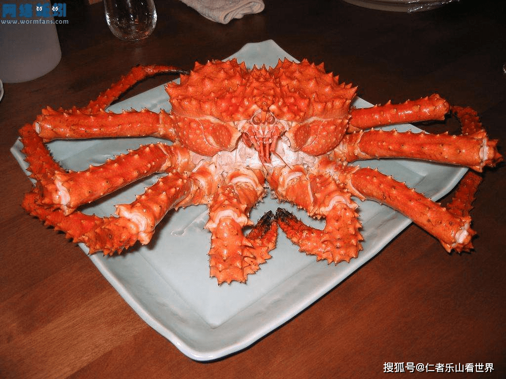 帝王蟹有多可怕席卷欧洲入侵南极每吃一只都是在拯救世界