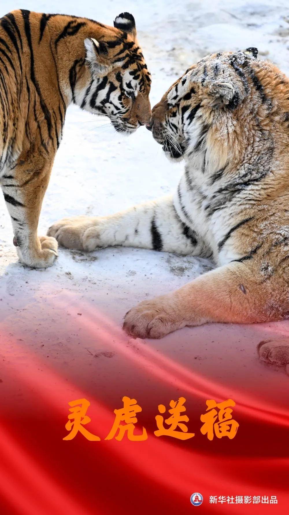 谢谢哑虎 来自搜狐网