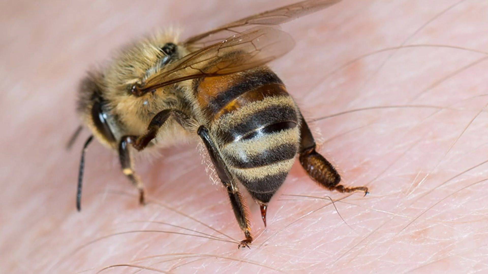 蜜蜂的刺图片高清图片