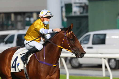 "非凡才子" 图片来自hkjc"非凡才子"父系zacinto出自著名种公马"