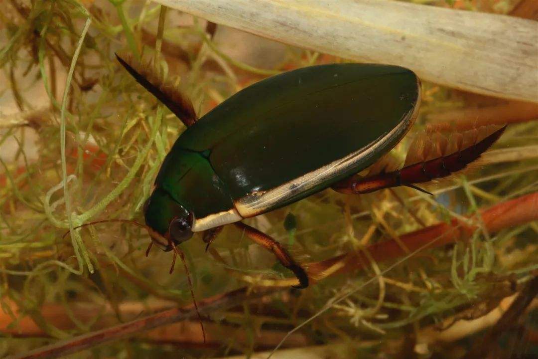原创农村水塘里的水蟑螂擅长潜水还能飞到底是益虫还是害虫呢