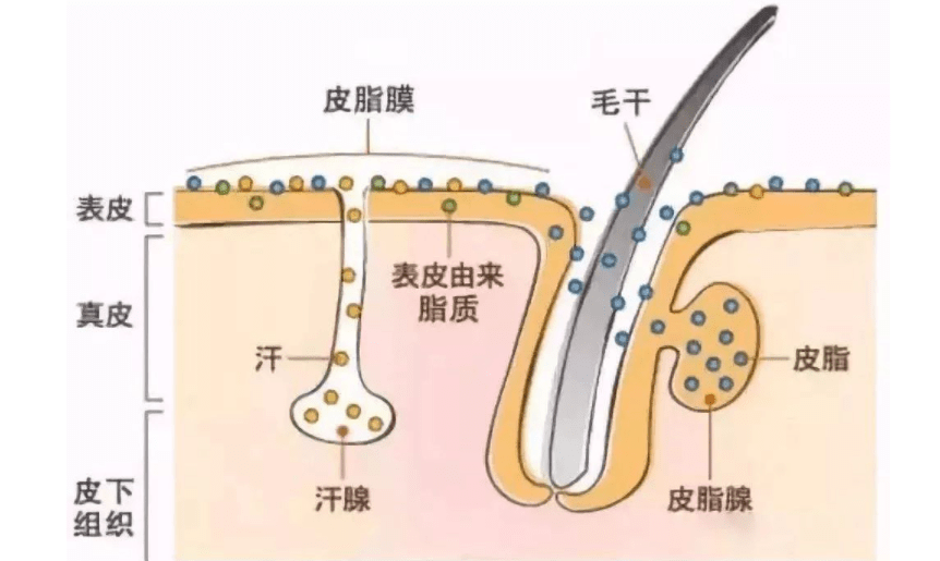 产品油脂过度分泌怎么办？这份真正有效的“控油”护肤方案，建议收藏