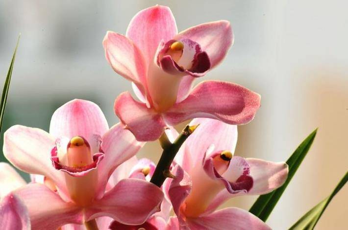 “兰花小姐找奴才代表什么生肖,最佳释义解释！