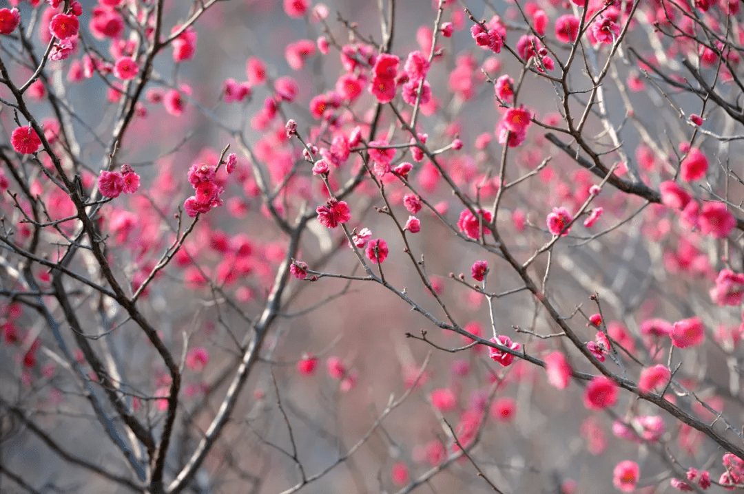 大明湖|一大波“花花世界”正涌来！快来济南邂逅“梅”好时光！