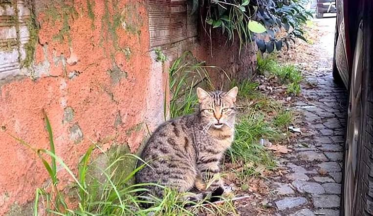 因为可爱狸花猫，大胆睡在别人车盖上，等待换来幸福，从此天天有人喂