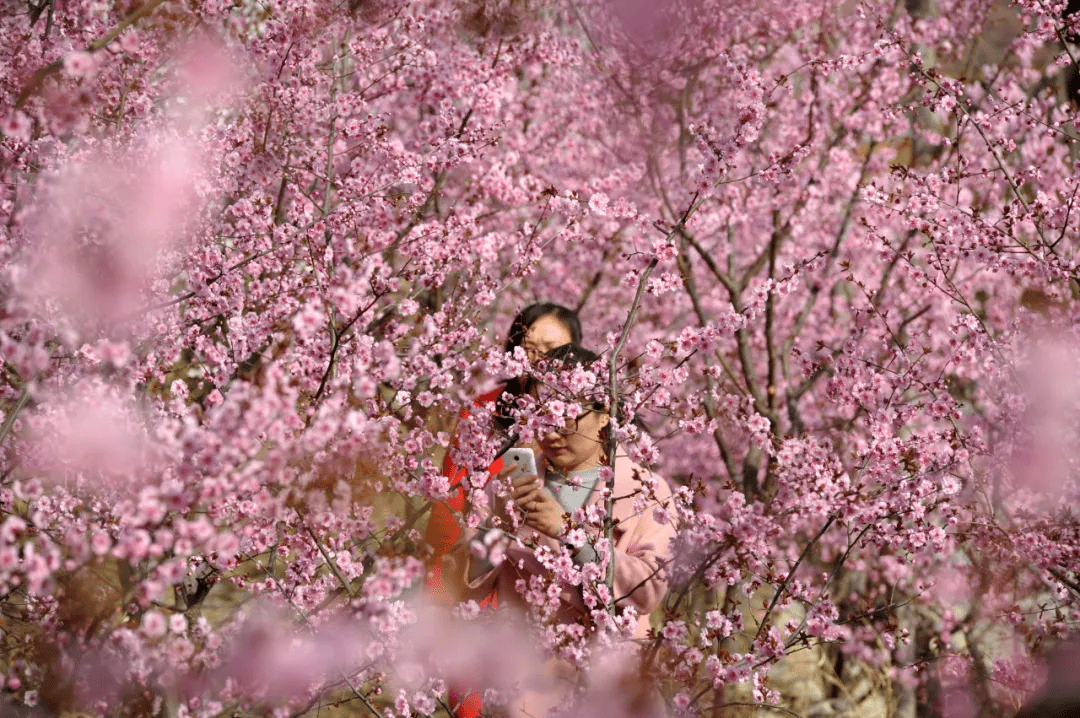 大明湖|一大波“花花世界”正涌来！快来济南邂逅“梅”好时光！