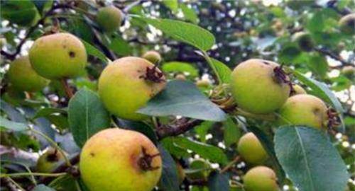 女性不想长皱纹 推荐4种食物 排毒养颜 预防子宫早衰 作用 血管 人类