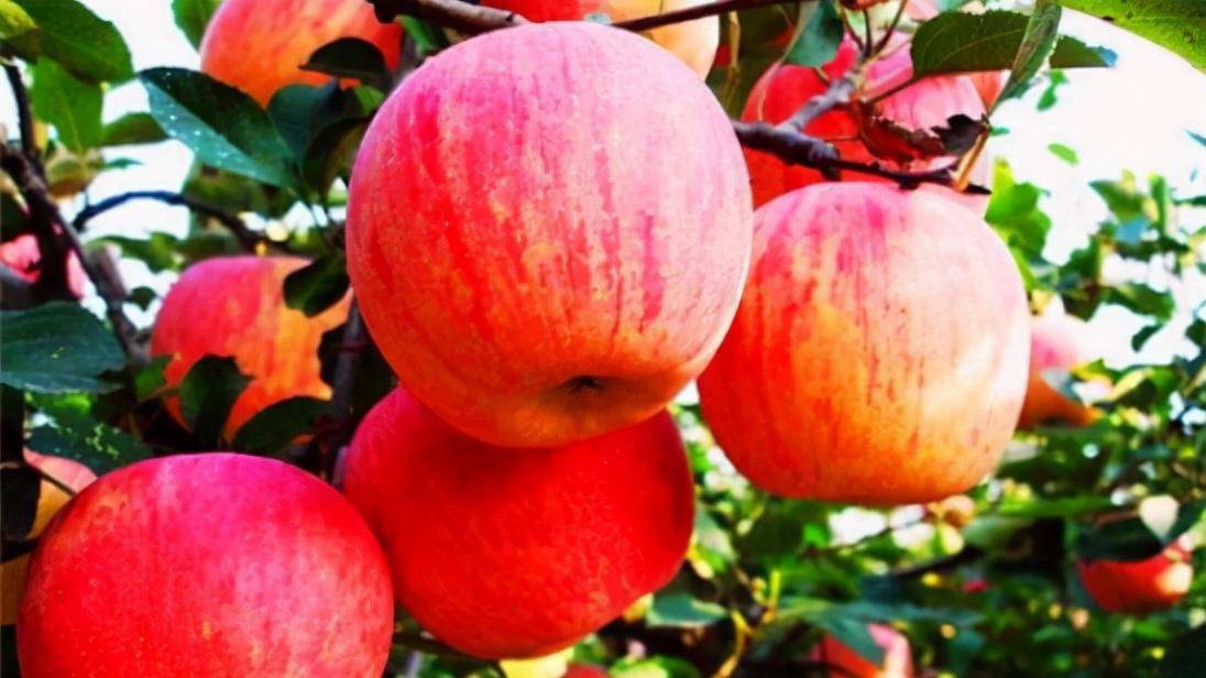 苹果能空腹食用么 6ec8bd3e67eb44138c3b8bb2359aeefd.jpeg