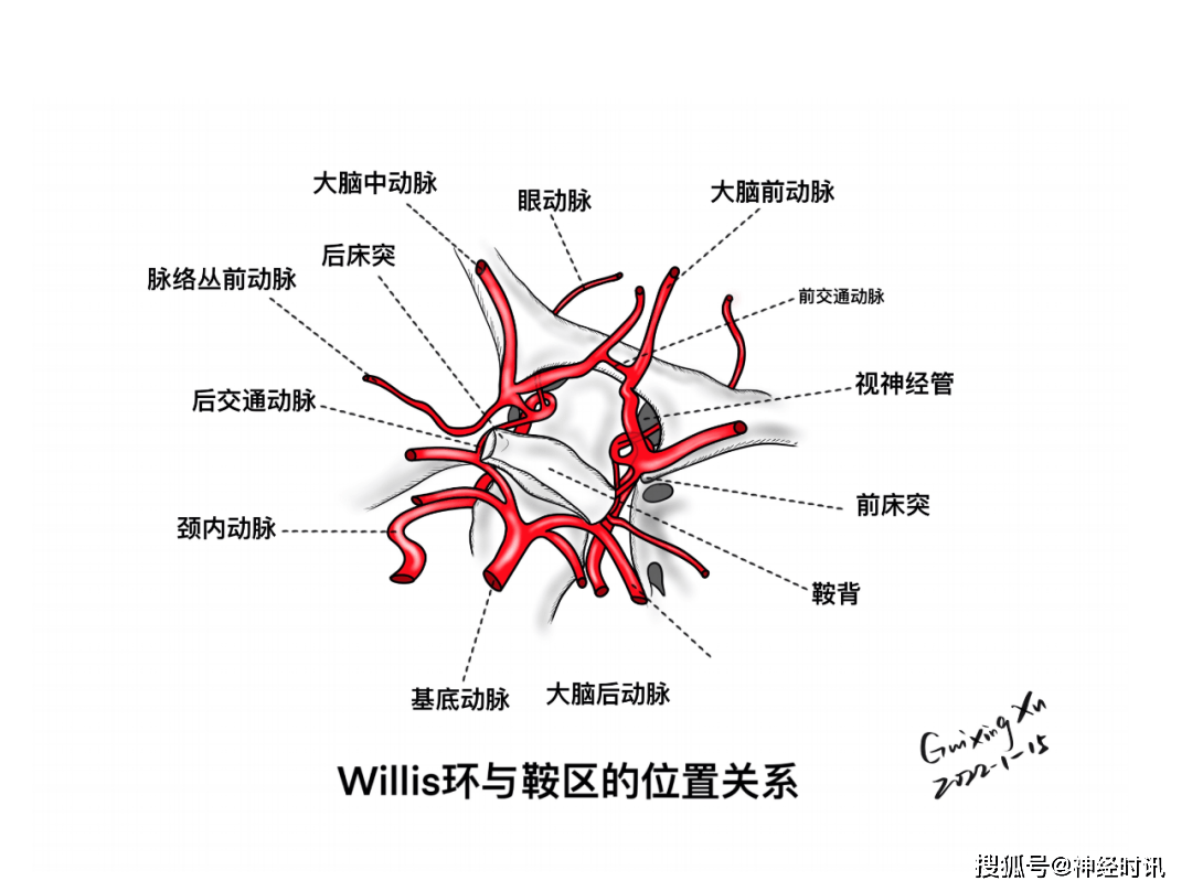 徐桂興|顱腦解剖手繪(最新作品)_臨床_垂體_willis