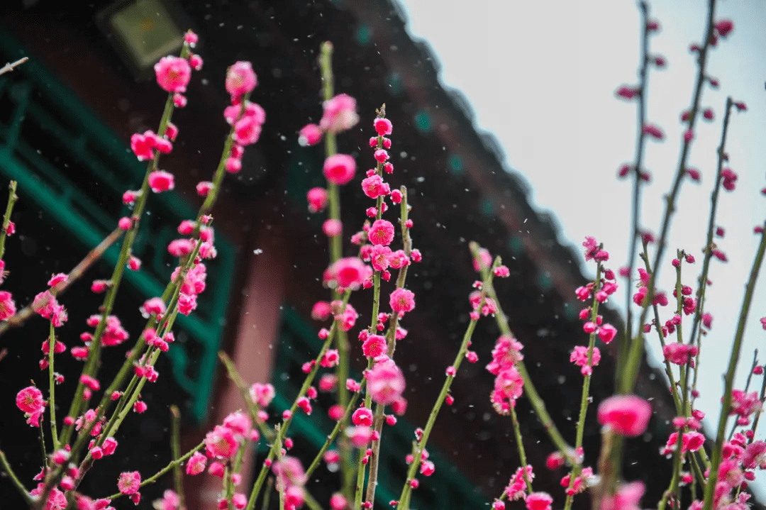 大明湖|一大波“花花世界”正涌来！快来济南邂逅“梅”好时光！