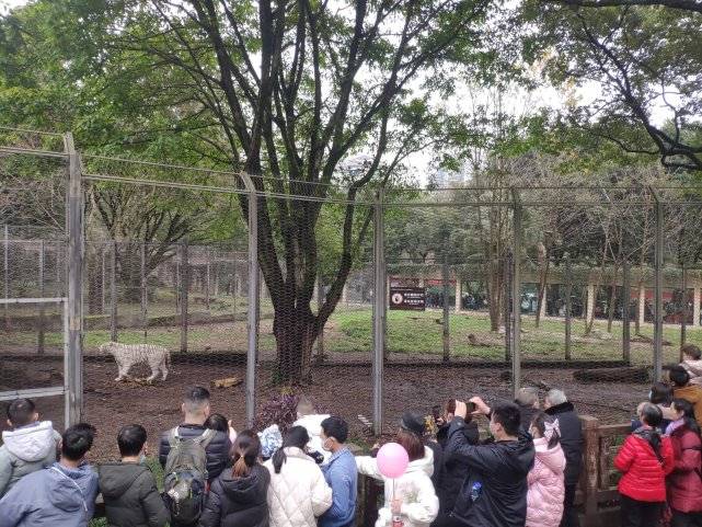 带着|虎年看虎！重庆市民、外地游客打卡动物园看老虎、沾“虎气”