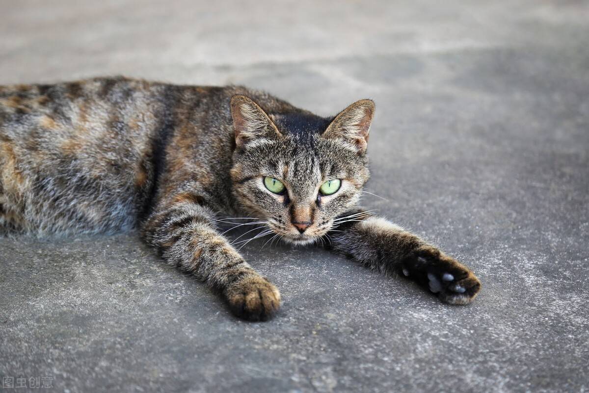 航空一只狸花猫从深圳航空托运的海口的案例分享~