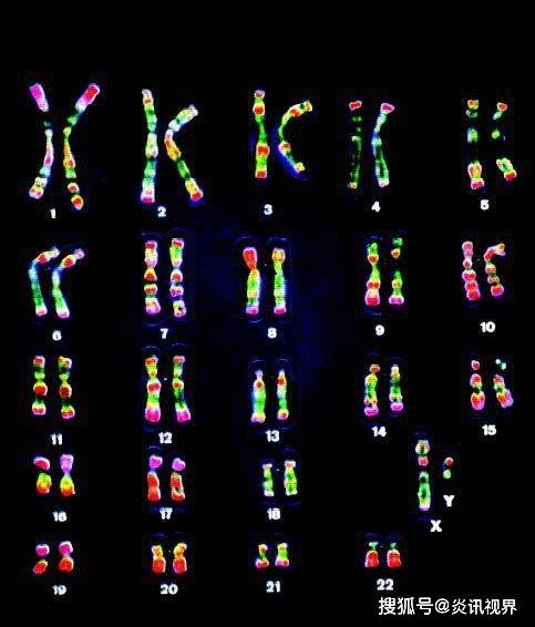人体二十三对染色体图图片